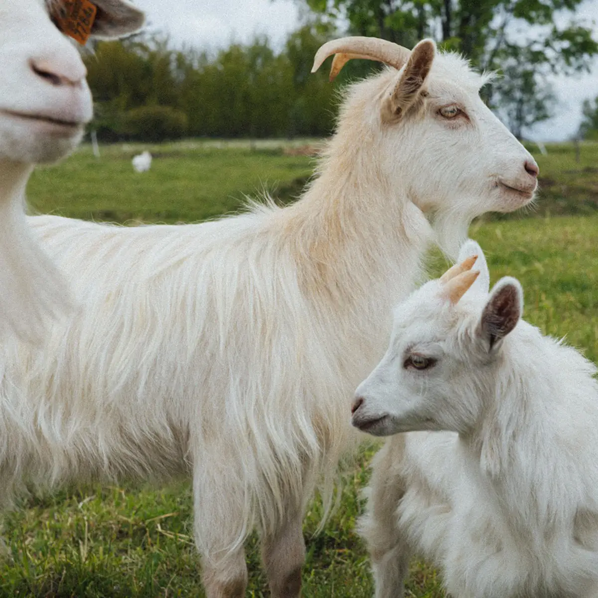 Kozy w Jagodowej Osadzie