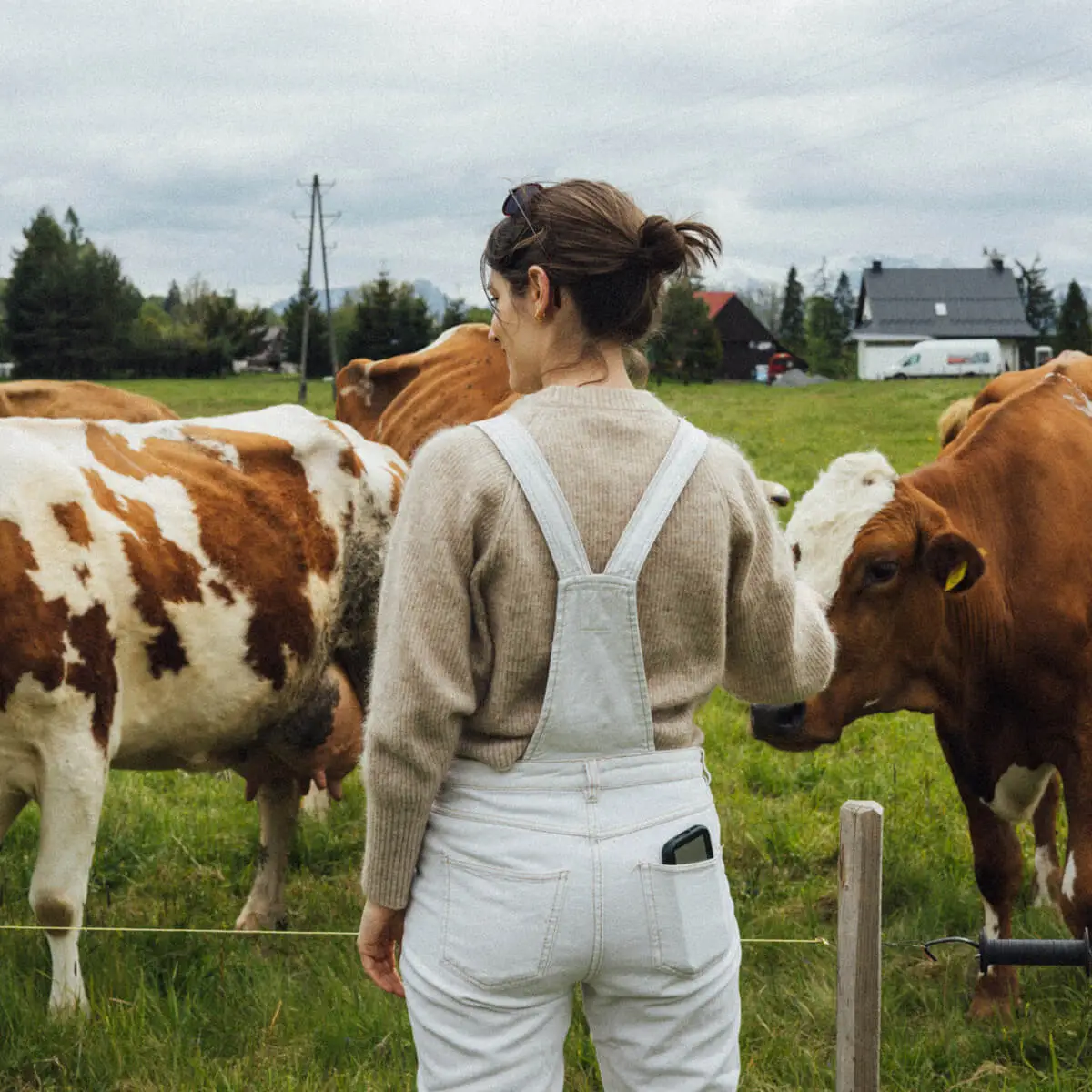 Krowy na pastwisku — domki w górach